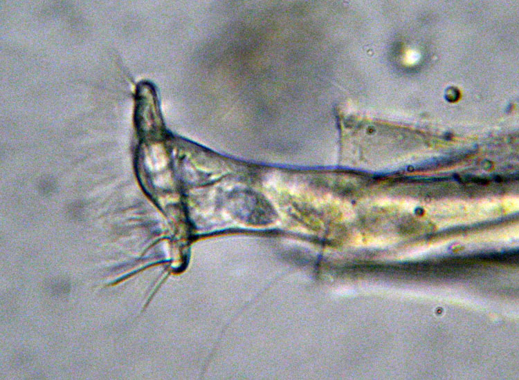 Microscopia salata